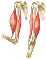 biceps_and_triceps